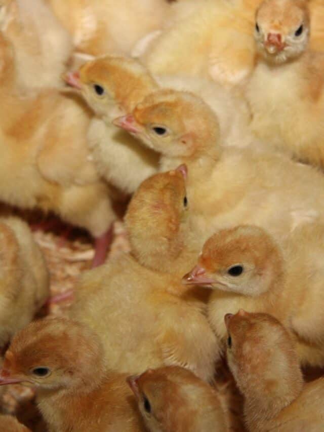 Raising Day Old Turkeys