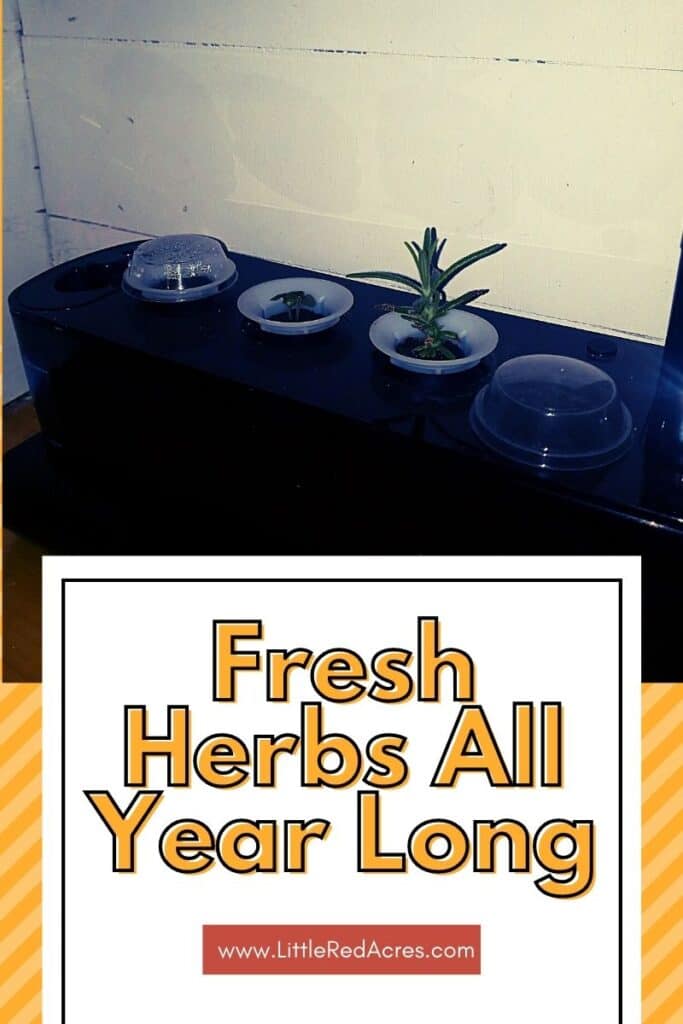 aerogarden set up  with Fresh Herbs All Year Long text overlay