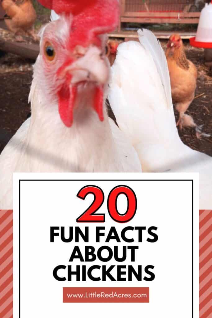 chickens with 20 Fun Facts About Chickens text overlay