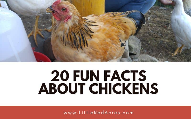 chickens with 20 Fun Facts About Chickens text overlay