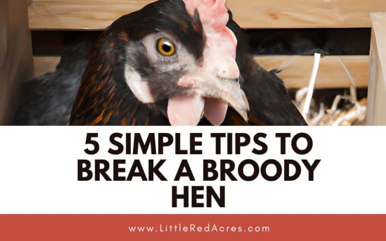 5 Simple Tips to Break a Broody Hen