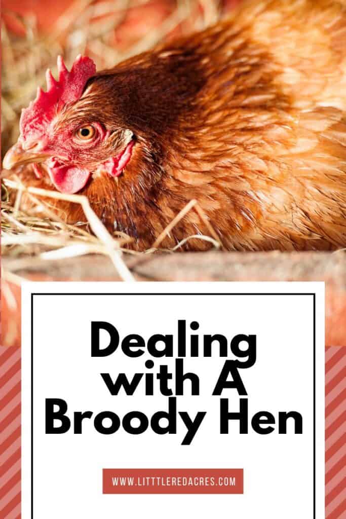 broody hen on nest of eggs with text overlay