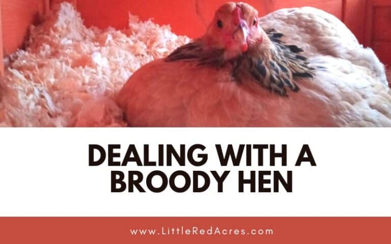 Dealing with A Broody Hen