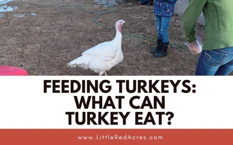 Feeding Turkeys: What Can Turkey Eat?