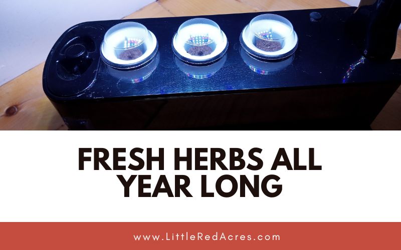 aerogarden set up with Fresh Herbs All Year Long text overlay