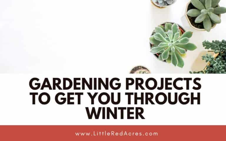 Gardening Projects To Get You Through Winter