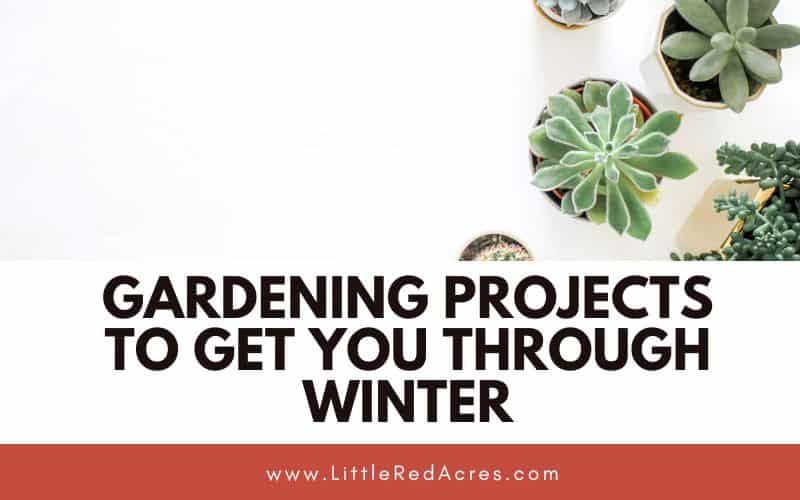 succulents with Gardening Projects To Get You Through Winter text overlay