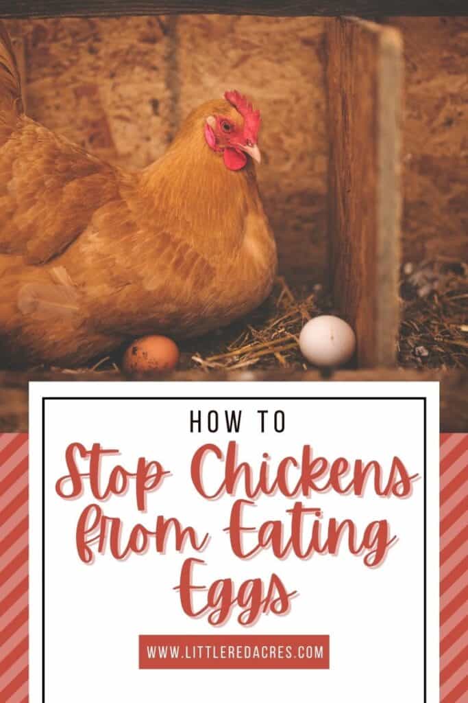chicken with eggs How to Stop Chickens from Eating Eggs