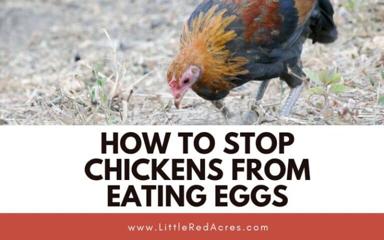 How to Stop Chickens from Eating Eggs