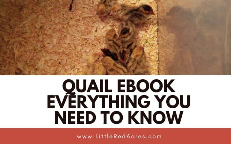 Quail eBook – Everything You Need to Know
