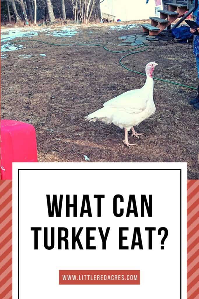 turkey in yard with What Can Turkey Eat? text overlay