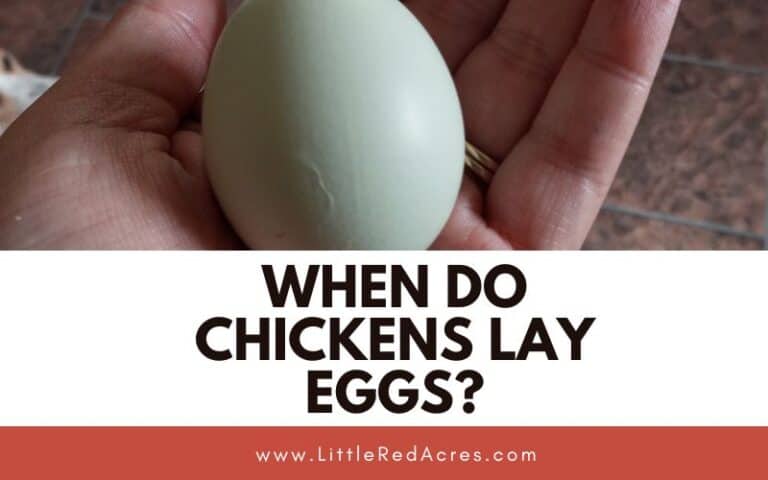 When Do Chickens Lay Eggs?