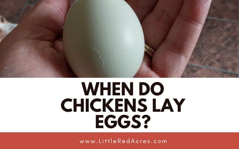 Newly laid egg with When do chickens lay eggs? text overlay