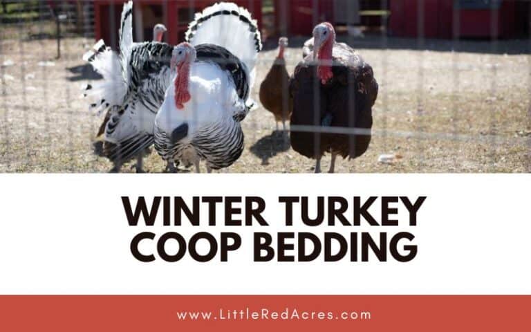 Winter Turkey Coop Bedding