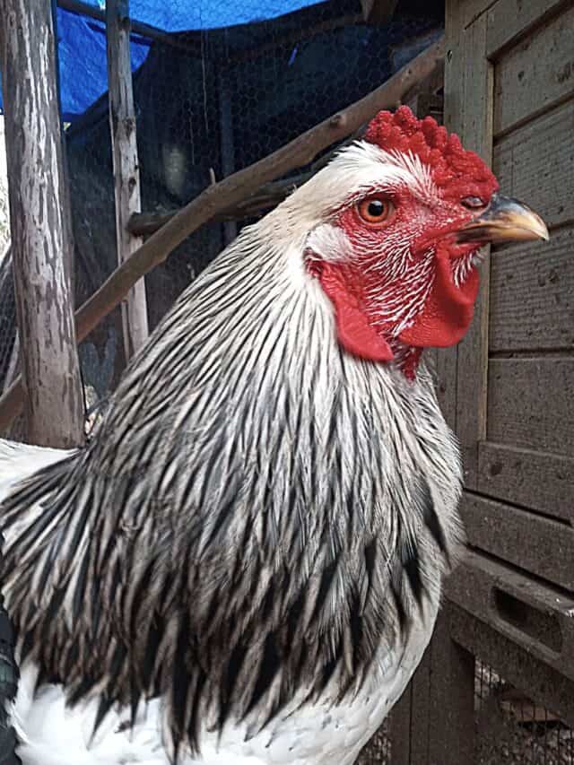 light standard brahma rooster2