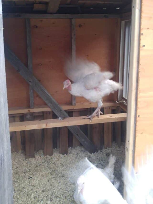 Turkey in coop
