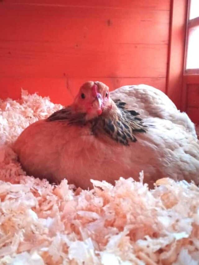 Naturally Hatching Chicken Eggs