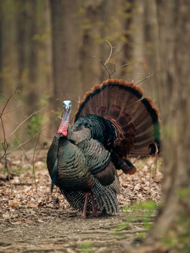 What Can Turkey Eat?