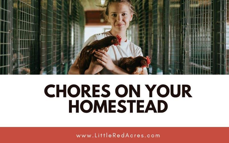 woman holding two chickens with Chores on Your Homestead text overlay