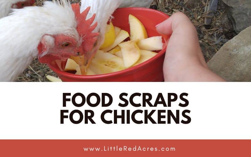 chickens eat kitchen scraps