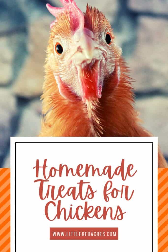 chicken looking at you with Homemade Treats for Chickens text overlay