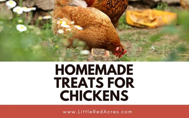 Homemade Treats for Chickens