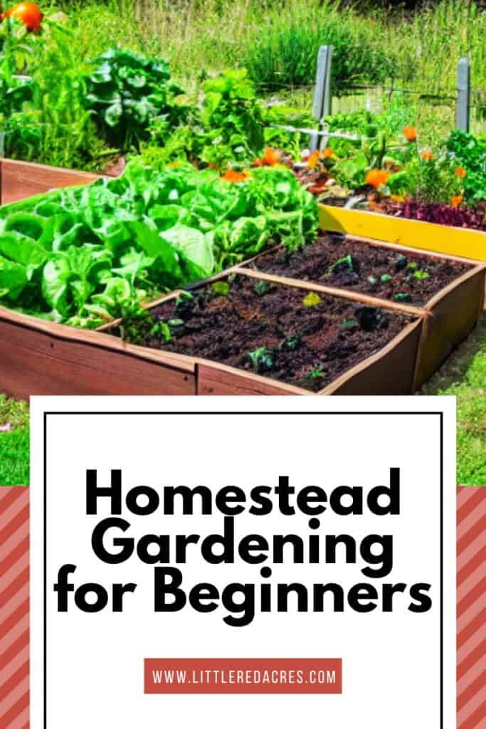 raised garden beds with Homestead Gardening for Beginners text overlay
