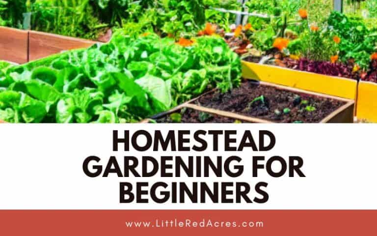 Homestead Gardening for Beginners