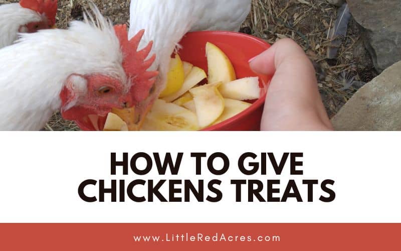 feeding chickens with How to Give Chickens Treats text overlay