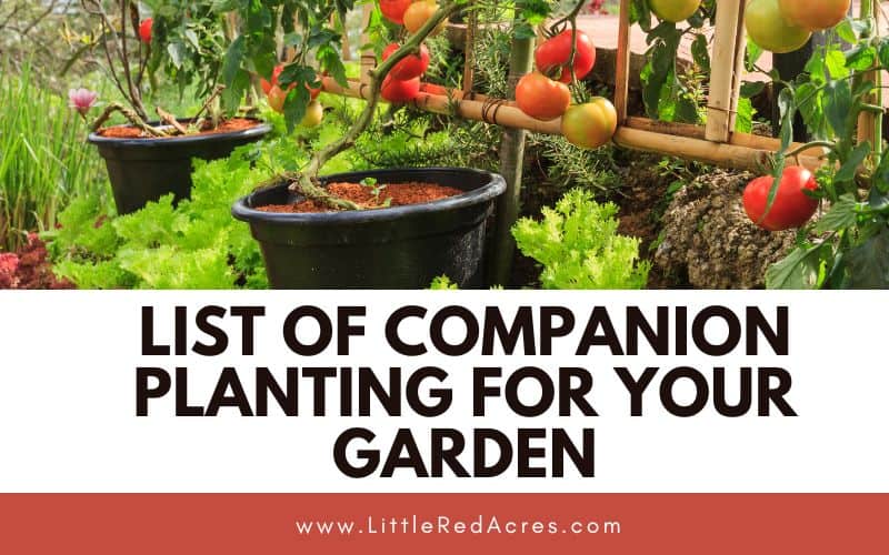 tomatoes & carrots growing with List of Companion Planting For Your Garden overlay