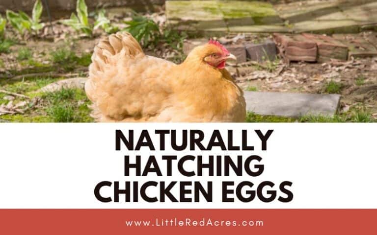 Naturally Hatching Chicken Eggs