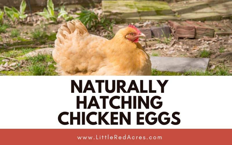 hen on eggs with Naturally Hatching Chicken Eggs text overlay
