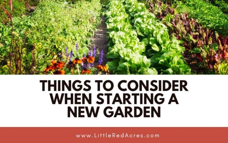 Things to Consider When Starting a New Garden