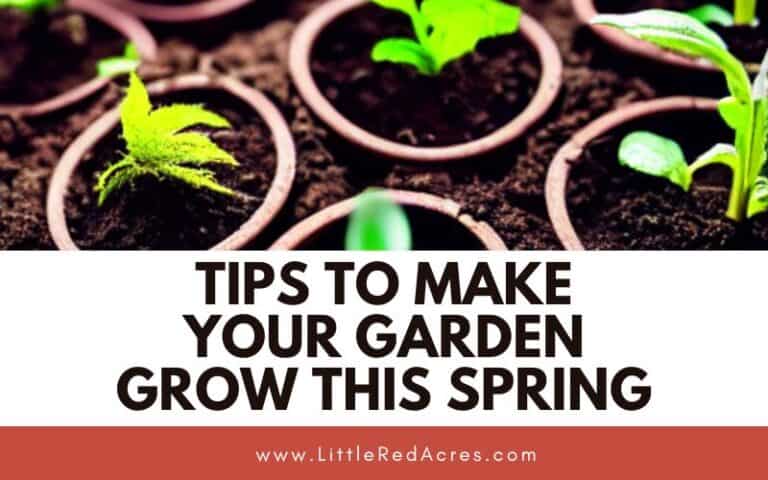 Tips To Make Your Garden Grow This Spring