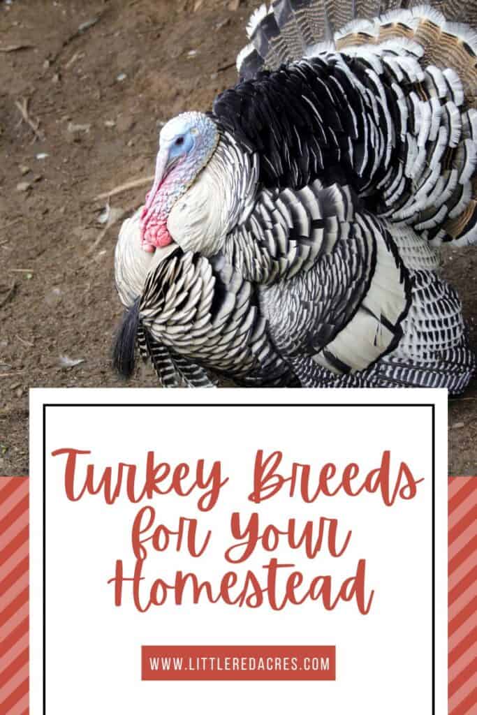 turkey with Turkey Breeds for Your Homestead text overlay