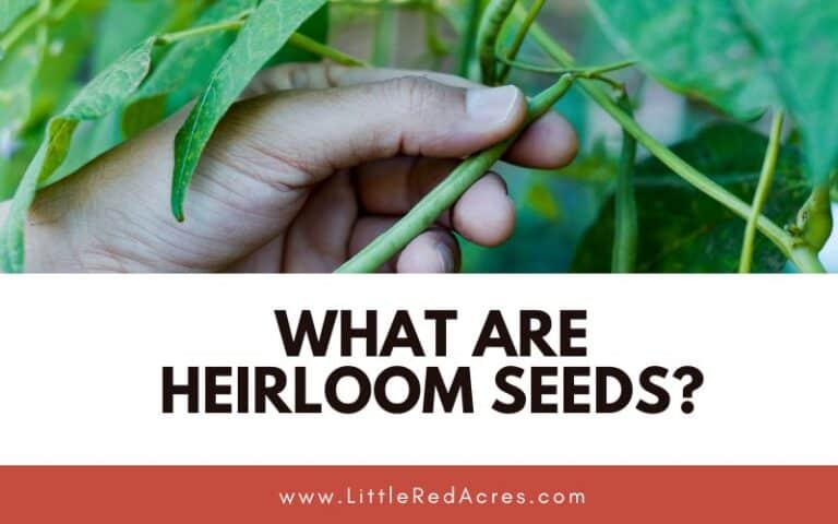 What Are Heirloom Seeds?