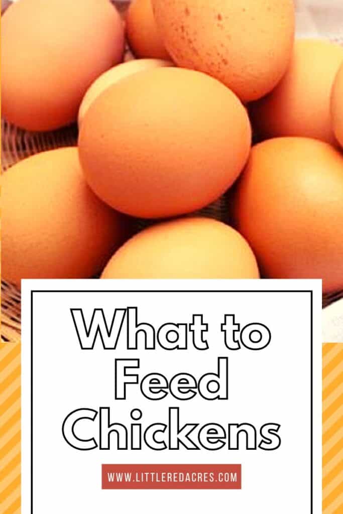 eggs with What to Feed Chickens text overlay