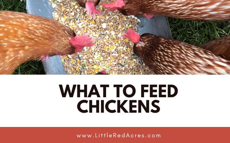 chickens eating grains with What to Feed Chickens text overlay
