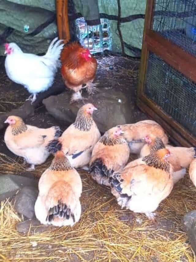 What to Feed Chickens