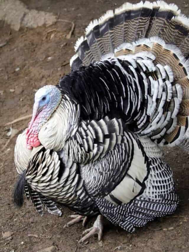 Turkey Breeds for Your Homestead