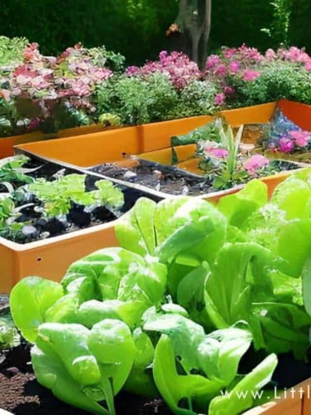 raised garden bed