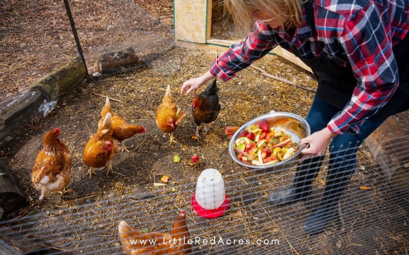 feeding chickens scraps