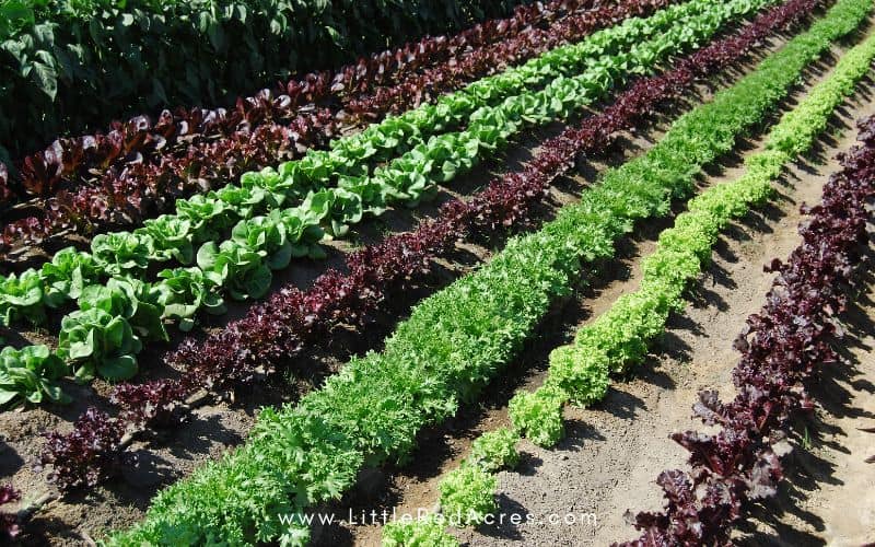 garden rows of lettuce