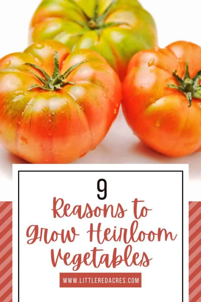 tomatoes with 9 Reasons to Grow Heirloom Vegetables text overlay