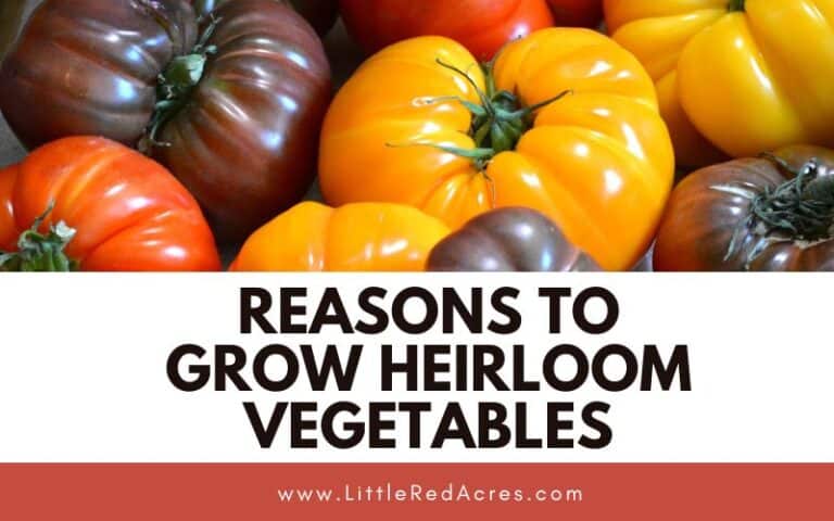 9 Reasons to Grow Heirloom Vegetables