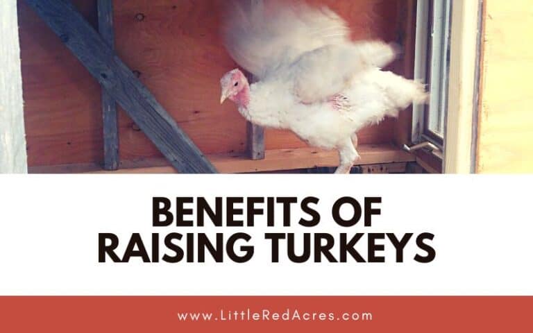Benefits of Raising Turkeys