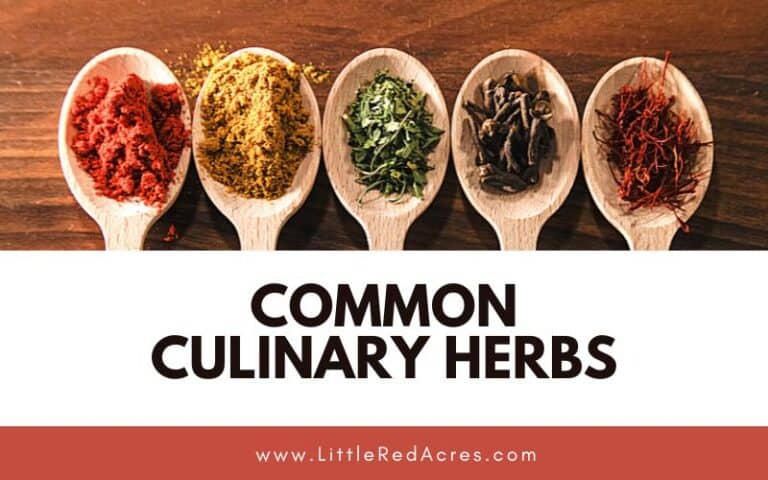 Common Culinary Herbs