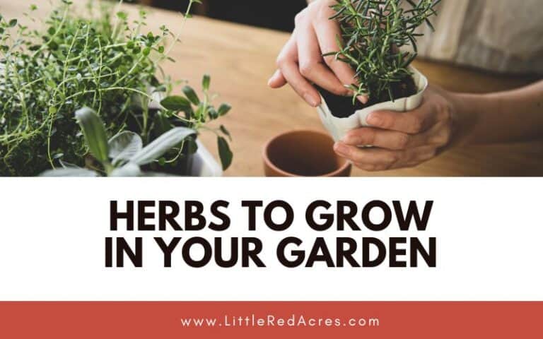Herbs to Grow in Your Garden