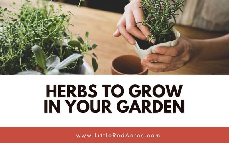 repotting rosemary with Herbs to Grow in Your Garden text overlay