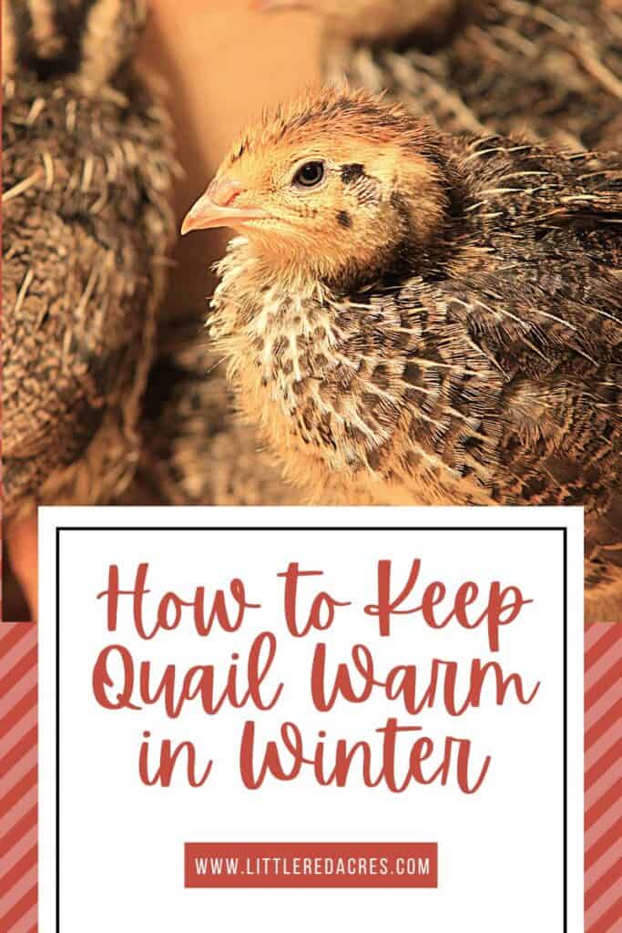 coturnix quail with How to Keep Quail Warm in Winter text overlay